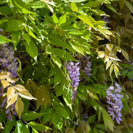 Angelina Ferienhaus Giardini-Naxos