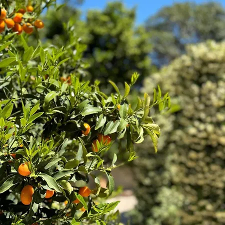 Angelina 贾迪尼-纳克索斯