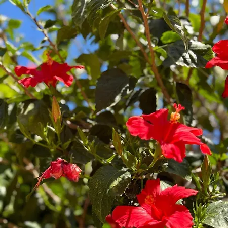 Angelina 贾迪尼-纳克索斯