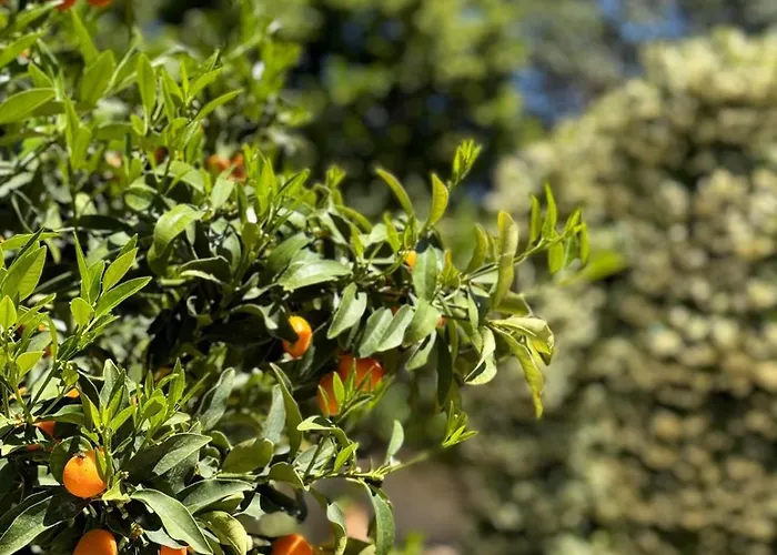 Angelina Giardini-Naxos