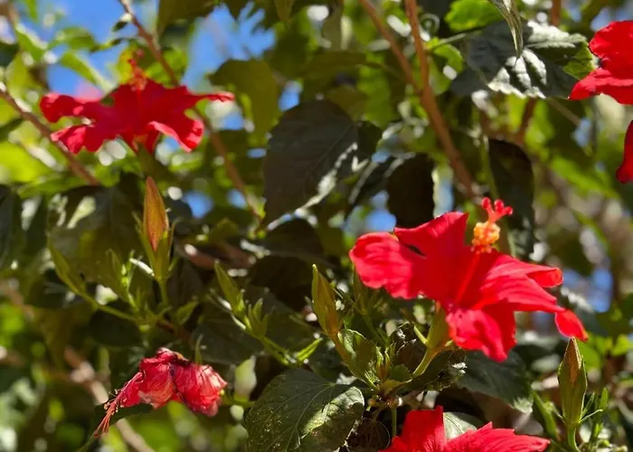 Angelina Giardini Naxos